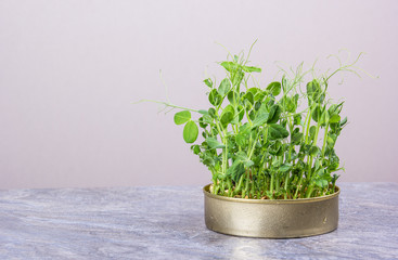 Pea microgreen. Green pea sprouts. Fresh green pea sprouts copy space.