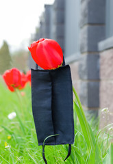 Black medical mask lying on the tulip flower. Concept of ending the quarantine and isolation from the flu virus