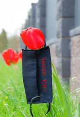 Black medical mask lying on the tulip flower. Concept of ending the quarantine and isolation from the flu virus