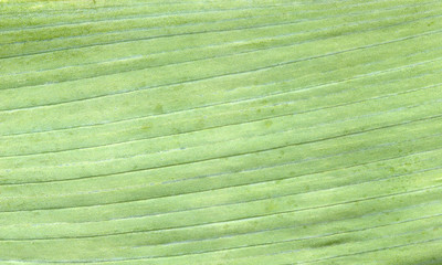 macro texture of green leaf