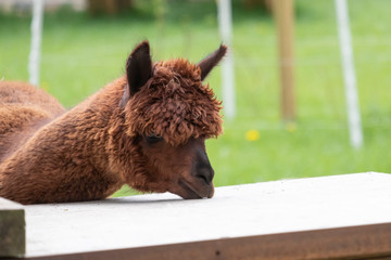 Brown Alpaca in a green meadow. eats chunks. Selective focus on the head of the alpaca, photo of head © Dasya - Dasya