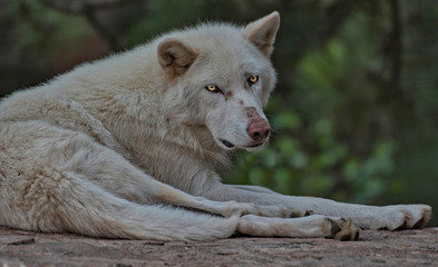 Arctic Wolf Piercing Eyes
