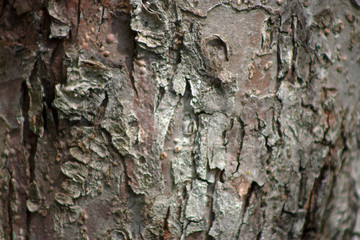 Old tree bark in the park