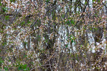 the beginning of flowering cherry trees in the garden close up
