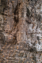 A macro photo of a insect camouflaged with the grey bark of the tree 