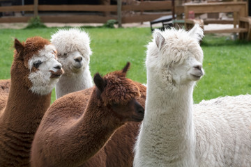 Four Alpacas, white and brown alpacas, looking at the right. Selective focus, photo of heads