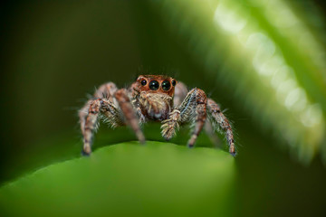 Macro shot of Jumping spider sitting on a green leaf