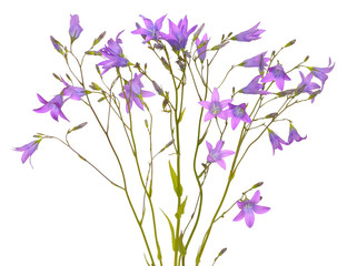 Fototapeta na wymiar Campanula flowers