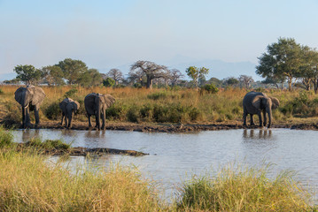 Fototapeta na wymiar safari in east africa