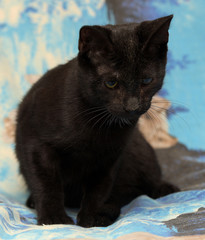 black cat with cataract eye