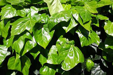 green leaves of ivy tree in spring