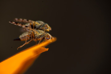 Fruit fly mating on the leave of a yellow flower with black background and beautiful eye color spectrum