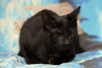 black cat with cataract eye