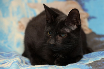 black cat with cataract eye