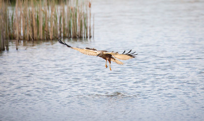 Circus aeruginosus bird flying and the predator catches fish above the surface, the various stages...