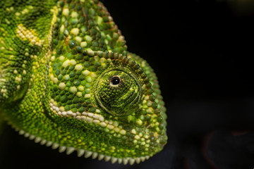 macro of a Green Chamelion with black background with selective focussed eye and a beautiful texture with a pixel like pattern on the body.