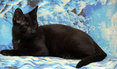black cat with cataract eye
