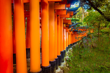 Fototapeta premium Japan. Kyoto. Fushimi-Inari Taisha. Fushimi Inari Shinto Shrine. Torii Of Fushimi Inari Shrine. The Island Of Honshu. The Kansai Region. Fushimi-Ku. Iconic buildings of Japan. Mythology.