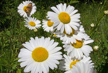 Wild Daisies