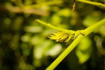 Beautiful Green blur background with leaf and stem
