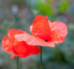 Red poppy flowers.