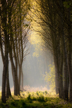 Sentier forestier © JYB