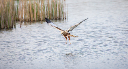 Circus aeruginosus bird flying and the predator catches fish above the surface, the various stages...