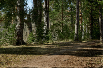 path in the woods