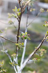 Blooming branch of a young apple tree on a sunset background.