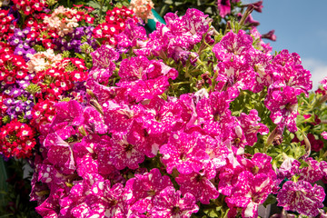 pink and purple flowers