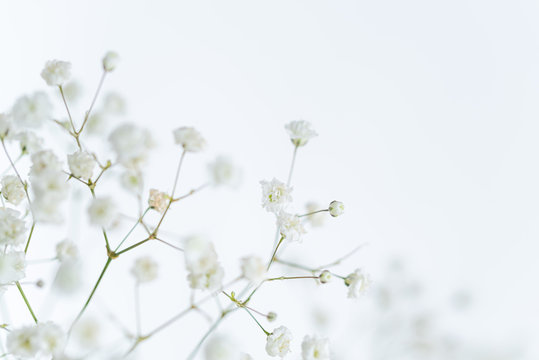 かすみ草 Images Browse 4 802 Stock Photos Vectors And Video Adobe Stock かすみ草 Images Browse 4 802 Stock Photos Vectors And Video Adobe Stock