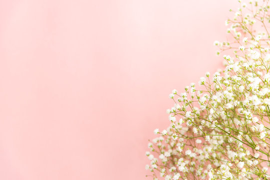 481 603 件の最適な かすみ草 画像 ストック写真 ベクター Adobe Stock