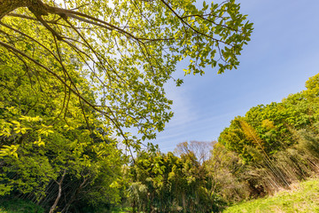 里山に生える新緑の木と青空