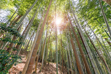 Fototapeta na wymiar 朝の光を浴びる竹林
