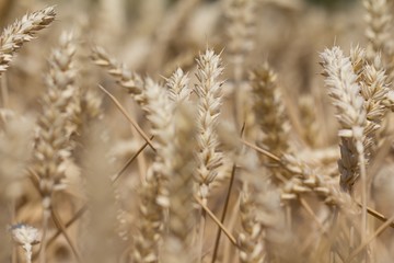 Many wheat plants in fall ready for harvesting in autumn. Macro photography of the golden summer...