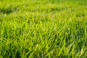 wide aperture focus. A close up meadow in sunny light. grass bokeh effect in foreground and and background full screen