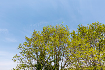 里山に生える新緑の木と青空