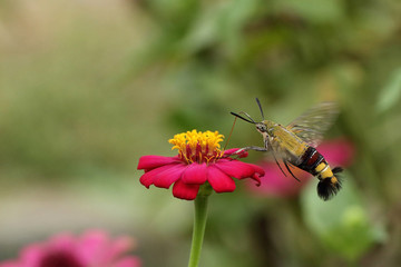 Hummingmoth on flower