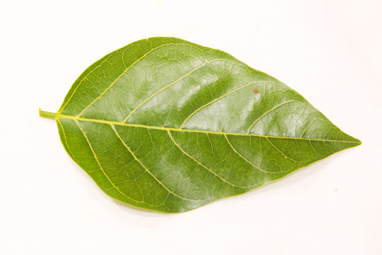 Green Leaf with clear route structure