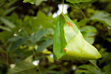 green leaf ball is red ant home. Beautiful nature life

