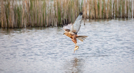 Circus aeruginosus bird flying and the predator catches fish above the surface, the various stages...