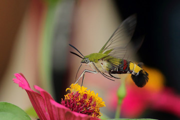 butterfly on flower