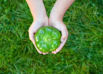 Kid's hands holding a green bell pepper