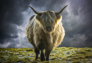 Vache des Highlands écossais en hiver