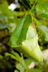 green leaf ball is red ant home. Beautiful nature life

