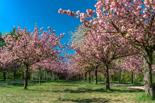 Cherry blossom at the TV-Asahi-Alley