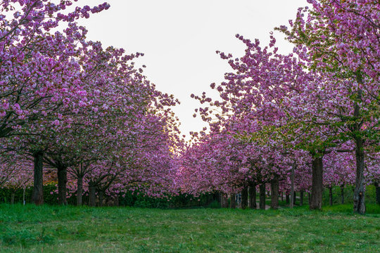 Cherry blossom at the TV-Asahi-Alley