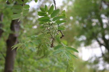 
Flower buds appeared on a mountain ash tree