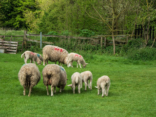 Obraz premium COUNTING SHEEP FOR SLEEP