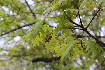Oak flowers look like thin brown threads with knots